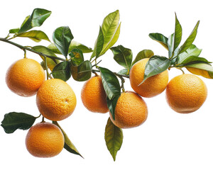 A branch full of fresh ripe  oranges isolated on transparent background