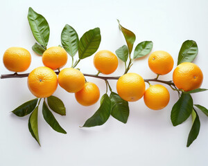 A branch full of fresh ripe  oranges isolated on transparent background