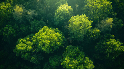 Fototapeta na wymiar Vista aérea de un bosque denso