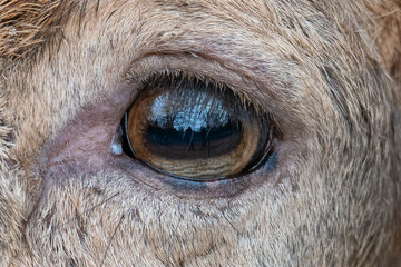 eye of the deer