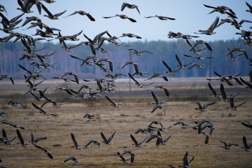 Obraz premium The greylag goose or graylag goose (Anser anser) flock takes to the air