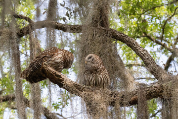 BARRED OWL