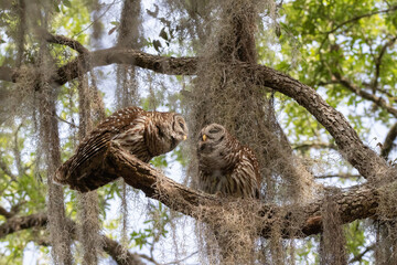 BARRED OWL