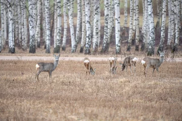 Foto op Canvas The roe deer (Capreolus capreolus) grazes in the meadow © Normunds