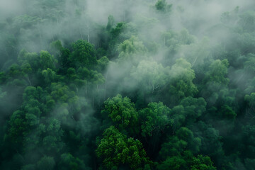 background forest with fog aerial view - obrazy, fototapety, plakaty