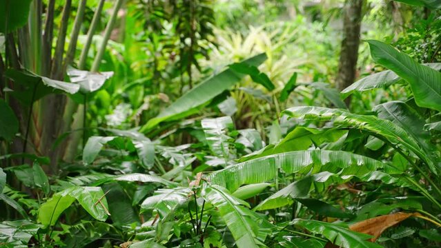 Vibrant tropical jungle scene, green banana leaves sway in gentle breeze, sunlight filters through canopy. Hidden natural paradise eco tours, botany education, relaxation background, wildlife habitat.