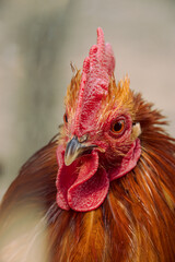 portrait of a rooster