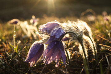 Pasqueflowers (Pulsatilla patens) covered in water drops during the golden hour