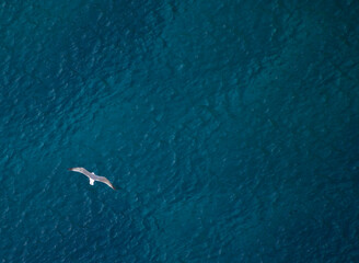 seagull on the water Seagull flying over the sea. Capo Caccia. Alghero, SS, Sardinia, Italy