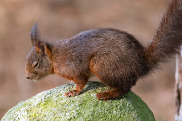 squirrel in the park