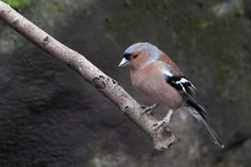 Fototapeta premium A male Common Chaffinch (Fringilla coelebs)