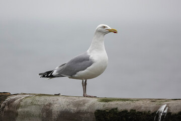 A Herring Gull (Larus argentatus) on the British coast