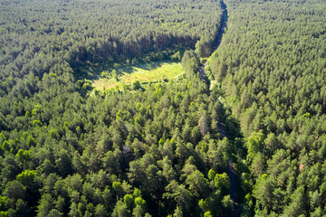 Panoramic aerial view of green forest with road and cut bald area. Aerial photography.