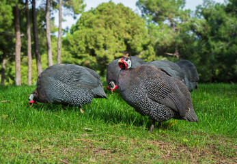 Group of guinea fowl on green grass background