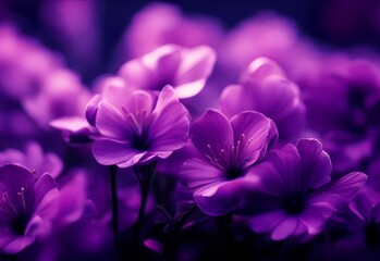Background with flowers in purple shades.