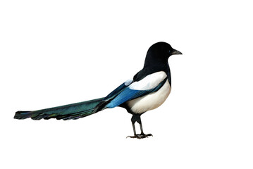 Magpie sociable bird of the corvid family on isolated transparent background
