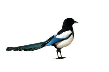 Magpie sociable bird of the corvid family on isolated transparent background
