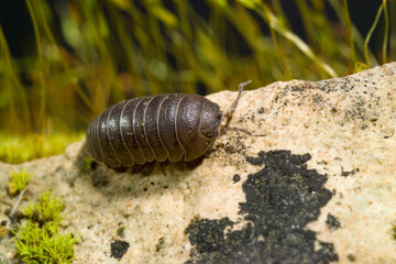 Common Pill Woodlouse; Armadillidium vulgare Woodpig, Armadillo vulgare, Oniscus,  Porto Conte, SS, Sardinia, Italy