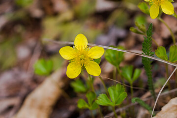 forest yellow poppy. Spring Hylomecon, or Japanese (Hylomecon vernalis)