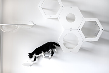 A black and white cat moves along the steps on a white wall. White furniture for cats on the wall