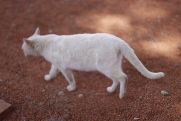 White cat in the park