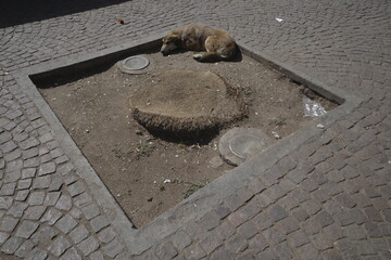 Dog in the street