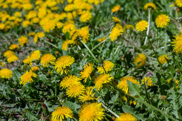 field with dandelions. medicinal flowers, yellow flowers