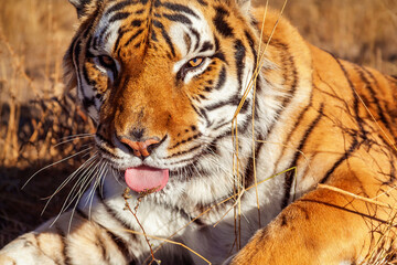 portrait of a tiger