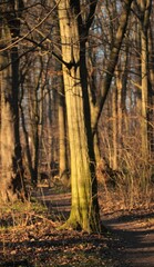 Drzewa w parku wilanowskim