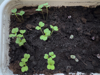 Seedling growing in soil close-up, macro photo