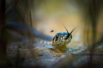 Grass snake (Natrix natrix) with a hovering fly, nature wildlife