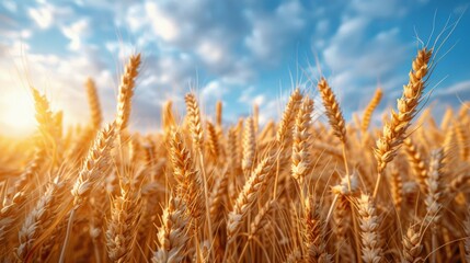 Fototapeta premium Close Up of Wheat Field With Blue Sky Background