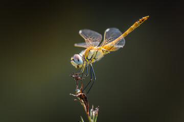 Red-veined darter (Sympetrum fonscolombii) perched, macro shot