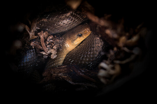 Aesculapian snake (Zamenis longissimus) hiding in shadows