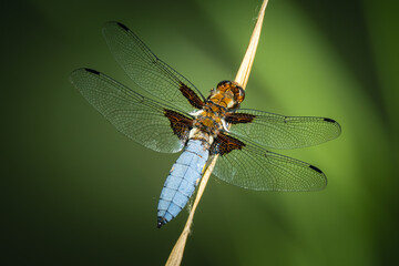 Broad-bodied chaser (Libellula depressa) perched on a reed, vibrant green background