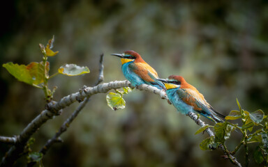 Pair of European Bee-eaters (Merops apiaster) on a leafy branch, bokeh backdrop