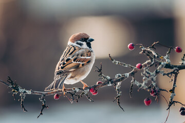 Eurasian Tree Sparrow (Passer montanus) perched on a berry-laden branch