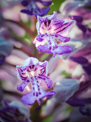 Military Orchid (Orchis militaris) with dew drops, vibrant flora