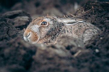European Hare (Lepus europaeus) nestled in the ground