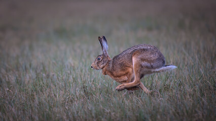 European Hare (Lepus europaeus) in motion across the field