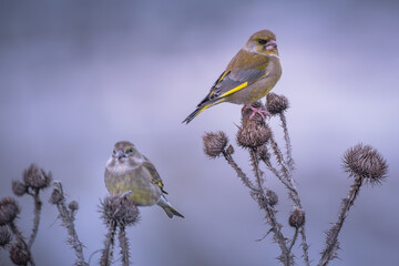 European Greenfinches (Chloris chloris) perched on dry thistle heads