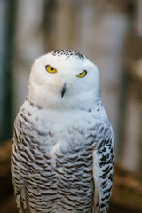 The snowy owl (sometimes also the snowy owl; Bubo scandiacus) is a monotypic species of owl from the Strigidae family.