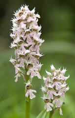 Orchid, Orchis lactea. Monte Doglia, Alghero, Sardinia, Italia