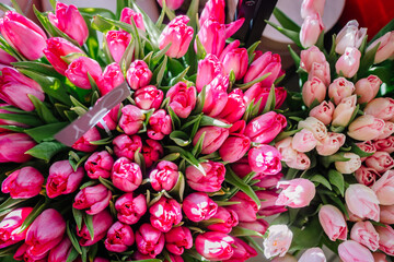 Valmiera, Latvia - March 7, 2024 - Bundles of pink tulips with varying shades from deep pink to light pink, with green leaves and stems.