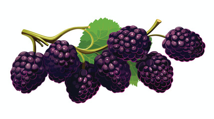 A cross mulberry with its deep purple color deepene