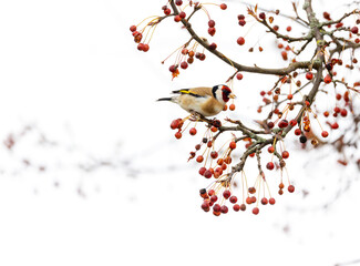 European Goldfinch 