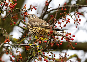 Mistle thrush 