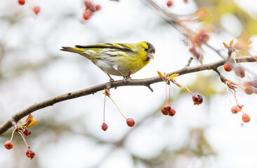 Male Eurasian Siskin 