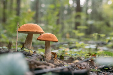 Edible, valuable mushrooms in the forest. Close-up. No one, no people.