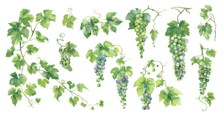 Naklejka premium Grapevine set. Isolated grapevines with white green bunches of grapes. Watercolor style grape, wine industry. Raw food ingredients vector elements